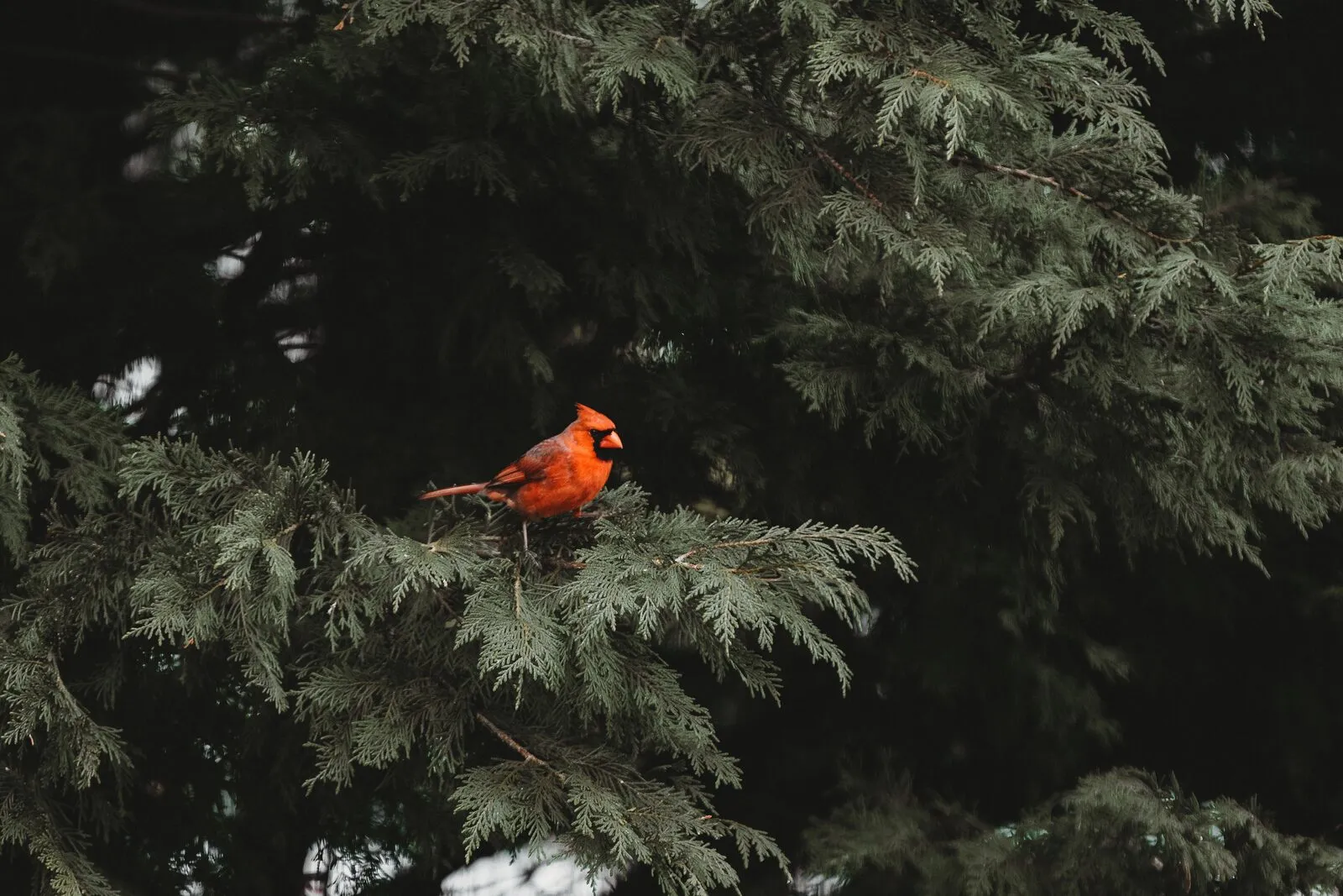 A bright red cardinal standing out against dense, dark-green evergreen branches